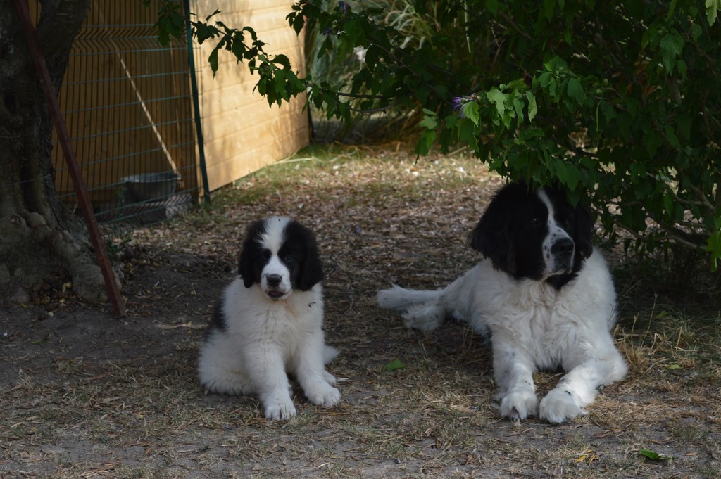 chiot landseer nova