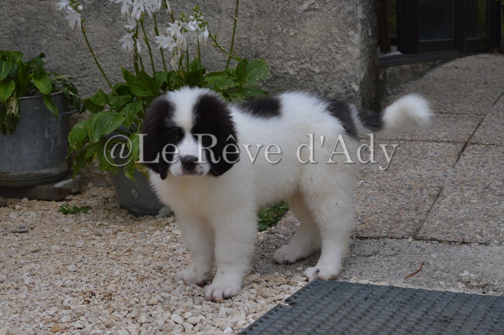 chiot landseer nova
