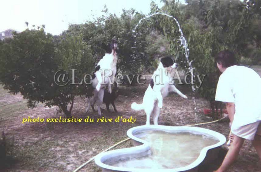 elevage landseer eleveur chiots du reve d'ady