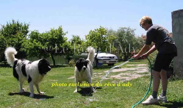 elevage landseer eleveur chiots du reve d'ady
