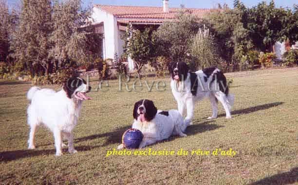 elevage landseer eleveur chiots du reve d'ady
