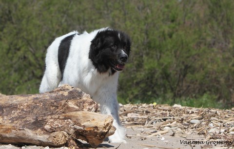 elevage landseer eleveur chiots du reve d'ady