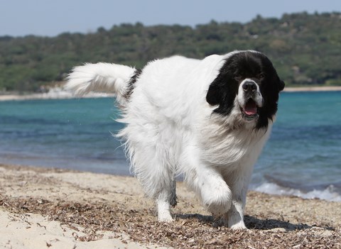 elevage landseer eleveur chiots du reve d'ady