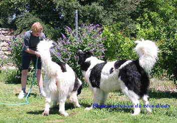elevage landseer eleveur chiots du reve d'ady