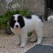 chiot landseer nova